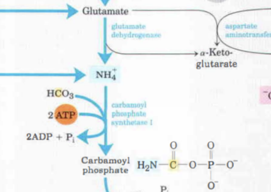 <p>Glutamat donerar sin NH<sub>4</sub><sup>+</sup> som kommer att reagera med en koldioxid i form av bikarbonat (HCO<sub>3</sub>) för att bilda karbamoylfosfat. 2ATP förbrukas. Processen katalyseras av enzymet <strong>karbamoylfosfat syntetas I.</strong> </p>