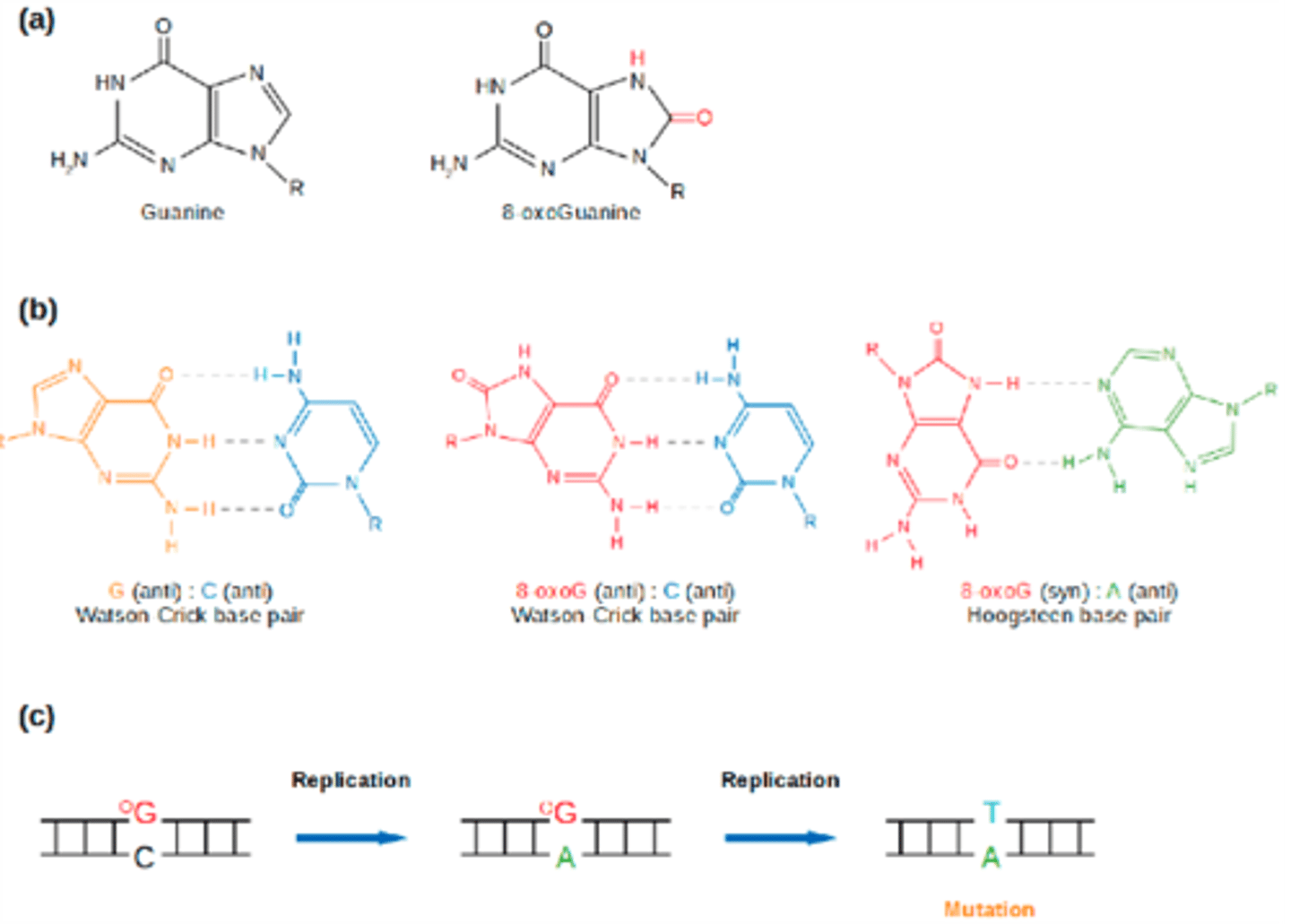 <p>A modified version of guanine due to reaction with a RNOS, causing it to base pair with an adenine instead of a guanine</p><p>This can cause an A-T pair to be replicated during DNA replication and cause further mutations</p>