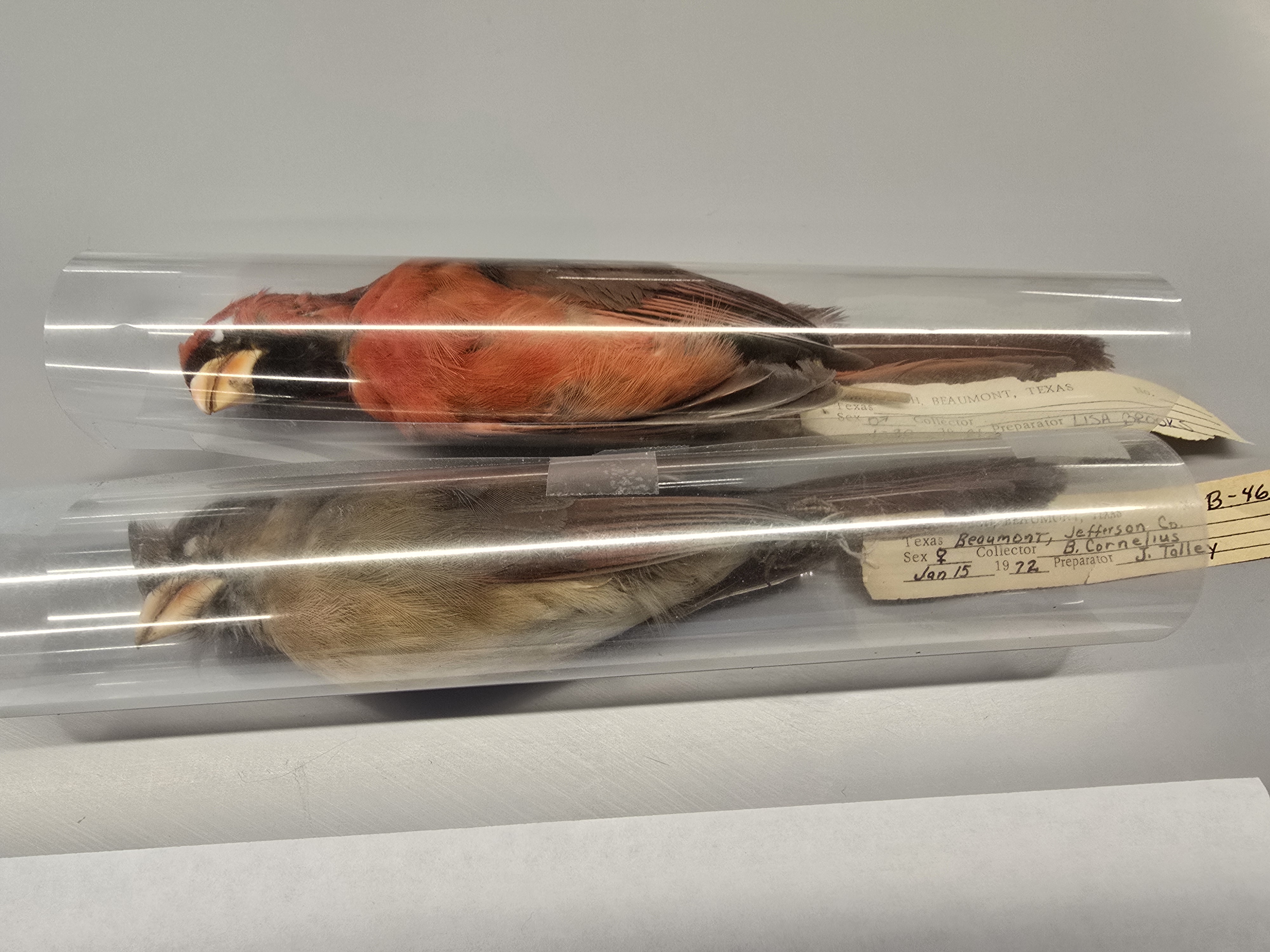 <p><span><span>Cardinalis cardinalis</span></span></p>