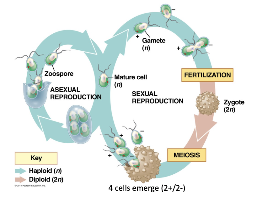 <p>What emerges after Meiosis?</p>