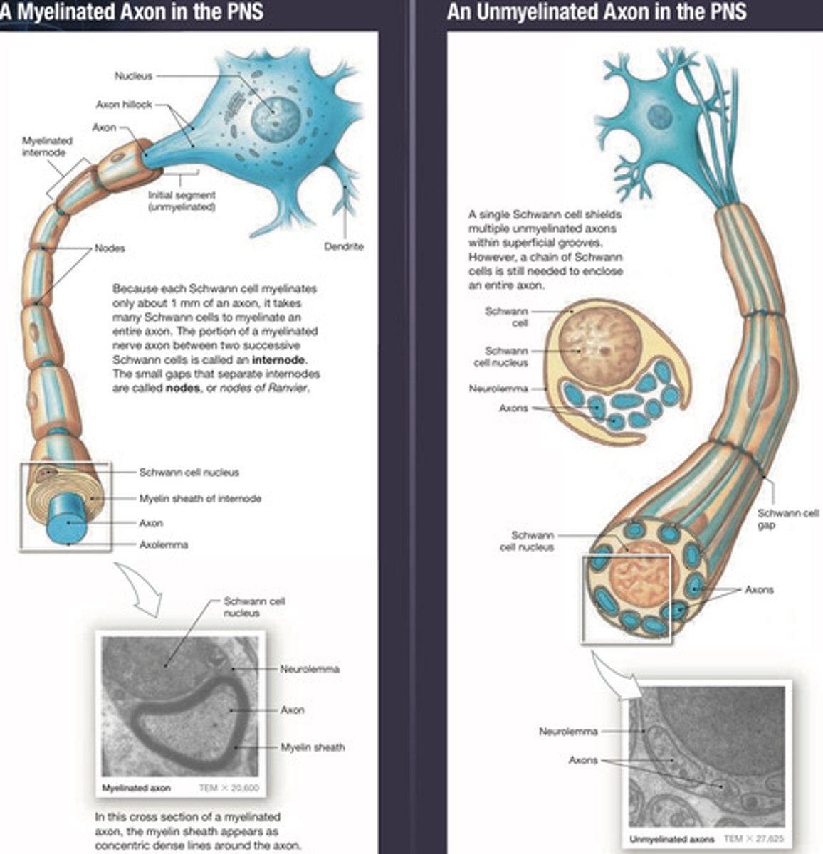 <p>myelination increases the speed of neuron impulses</p><p>--&gt; Schwann cells grow around axon creating myelin layers</p><p>in myelinated neurons, impulse can jump from one Node of Ranvier to the next, increasing the speed of transmission to as quick as 100 meters per second</p>