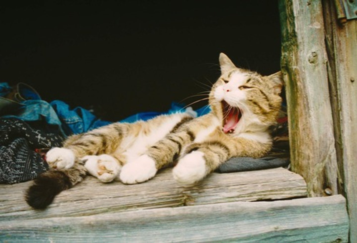 <p>кошка</p>