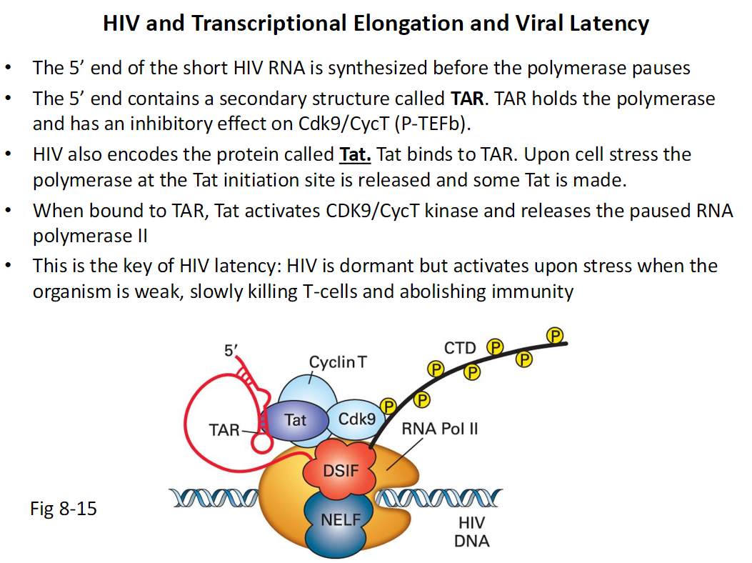 <p><strong>Early Transcription</strong><br> The 5′ end of a short HIV RNA is synthesized<br> RNA Polymerase II pauses shortly after initiation</p><p><strong>TAR Structure</strong><br> The 5′ end contains a secondary RNA structure called TAR<br> TAR holds the paused polymerase<br> TAR inhibits Cdk9 Cyclin T also called P-TEFb</p><p><strong>Tat Protein</strong><br> HIV encodes a protein called Tat<br> Tat binds to TAR<br> Under cell stress paused polymerase is released<br> This allows some Tat protein to be produced</p><p><strong>Release of Pausing</strong><br> Tat bound to TAR activates CDK9 Cyclin T kinase<br> Activated P-TEFb releases paused RNA Polymerase II</p><p><strong>Viral Latency</strong><br> HIV remains dormant when polymerase is paused<br> Stress activates transcription<br> Activated virus kills T cells and abolishes immunity</p>