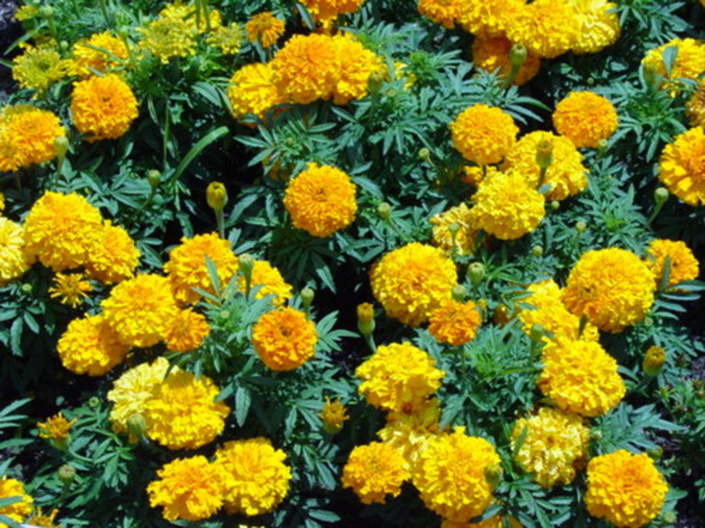 <p>Tagetes species cv.</p>