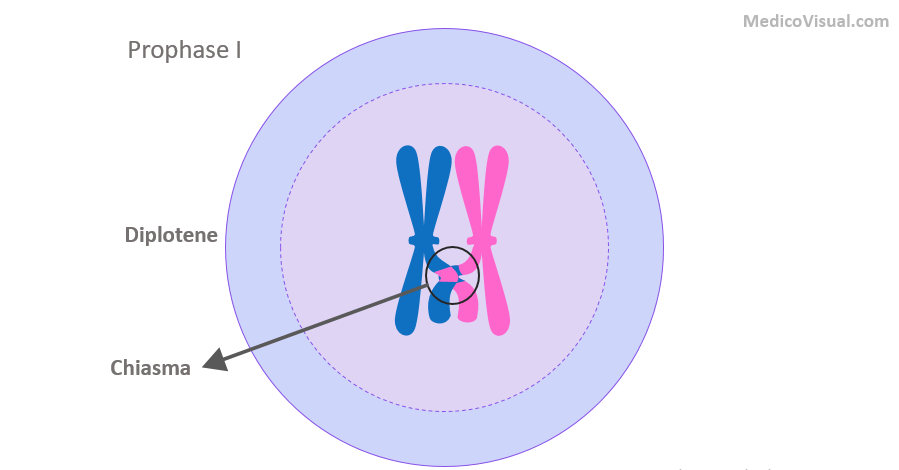 <p>Prophase I - Meiosis I</p>