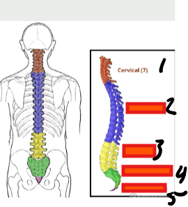 <p>cervical</p>