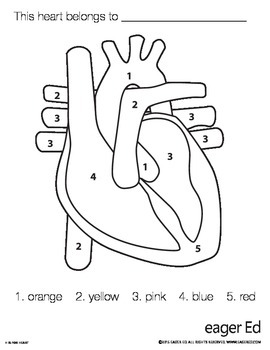 <p>3 (big area) (top to bottom)</p>