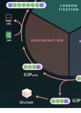<p>3rd step Calvin Cycle</p>