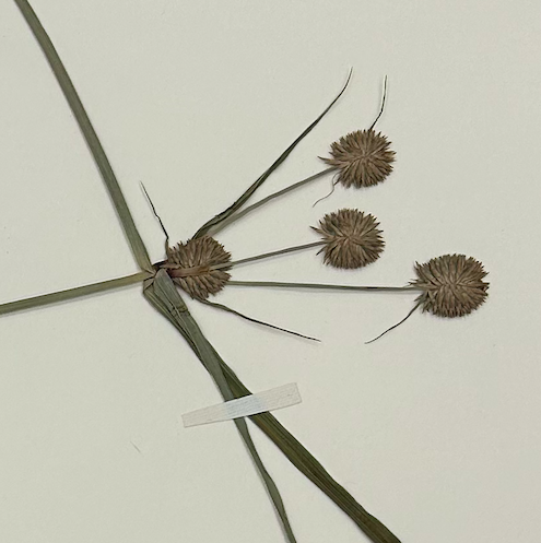 <p>Poales</p><p><span style="background-color: transparent;"><span>Cyperaceae</span></span></p><p><span style="background-color: transparent;"><em><span>Cyperus echinatus</span></em></span></p>