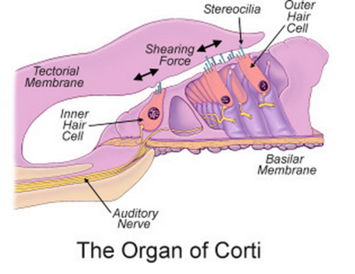 <p>The hair cells in your ear</p>
