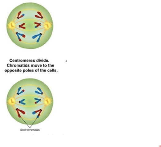 <p>Sister chromatids separate and move towards opposite ends of the cell. The two cell poles grow further appart.</p>