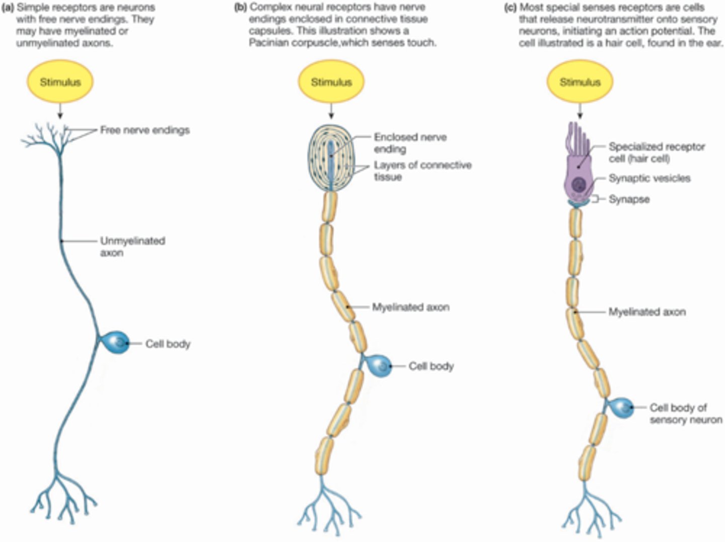 <p>Simple Receptors,</p><p>Complex Receptors</p>