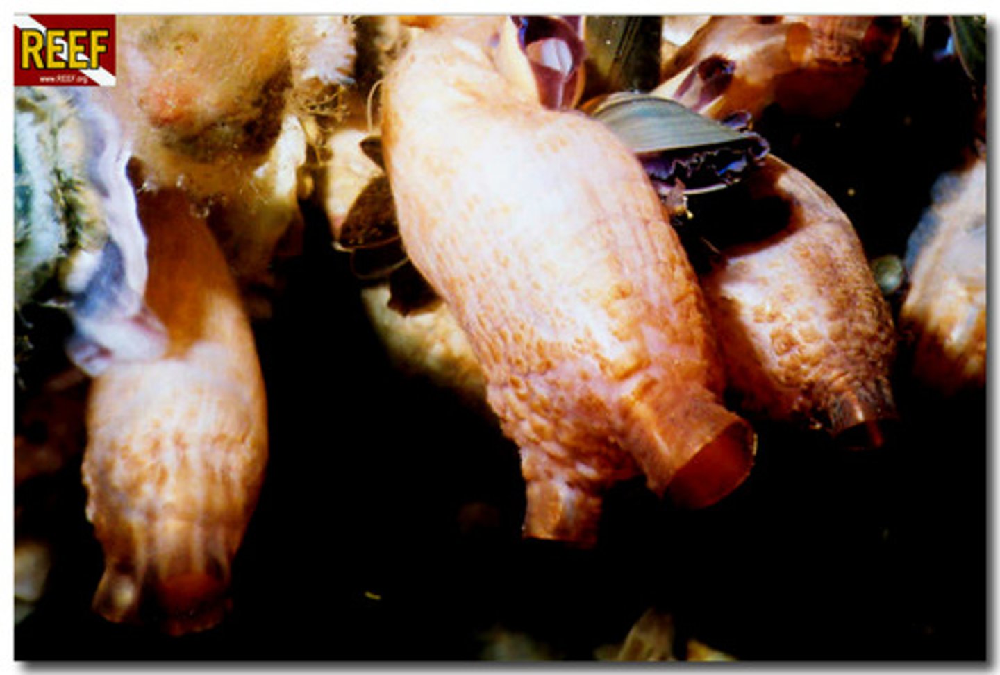 <p>Subphylum Urochordata; sessile filter feeding animal (invertebrate); retain notochord, dorsal nerve cord, postanal tail &amp; pharyngeal pouches. A tunicates outer layer is made out of cellulose!</p>