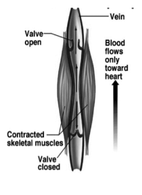 <p>What do large veins contain, to help prevent backflow?</p>