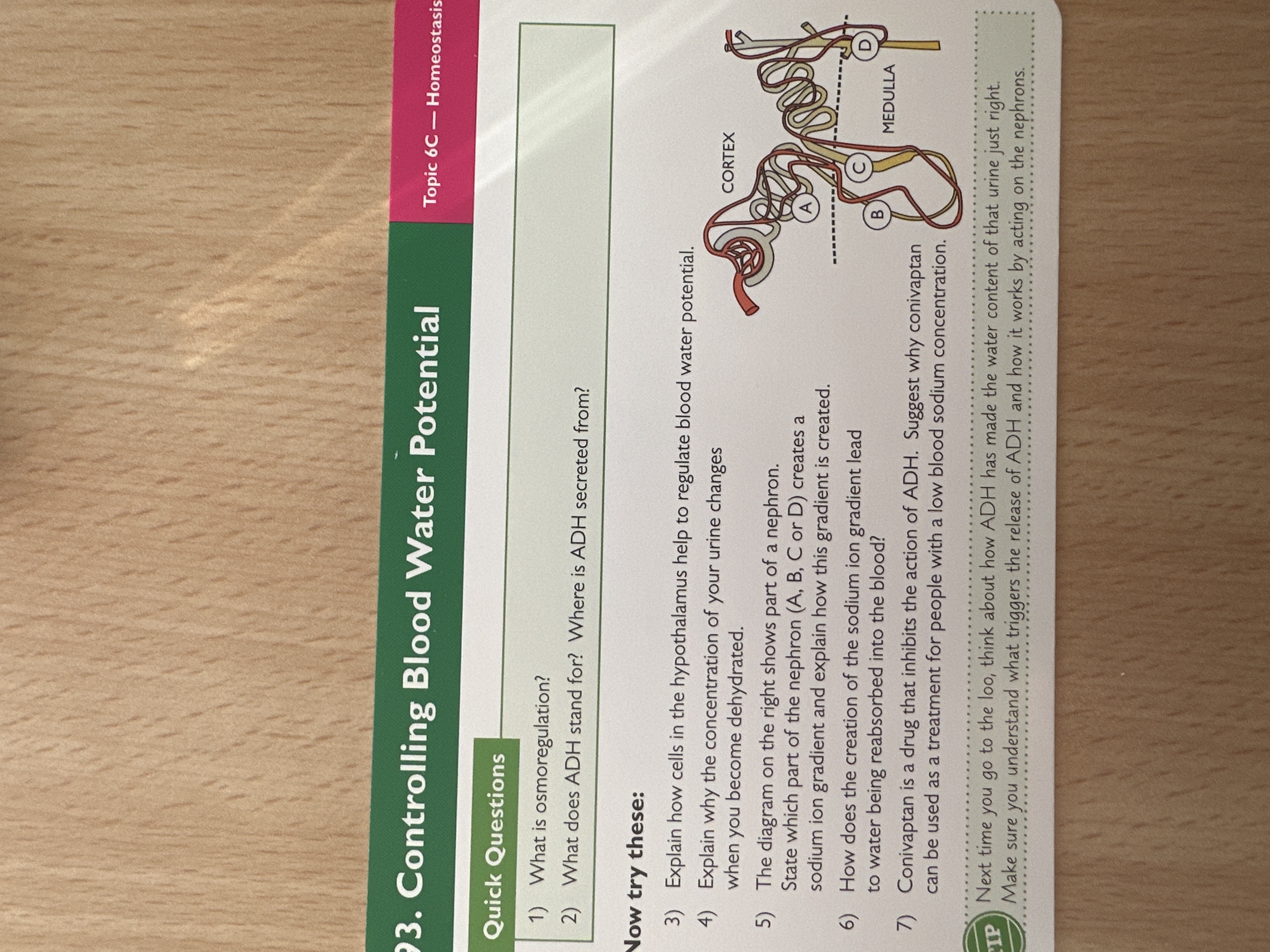 Blood water potential control