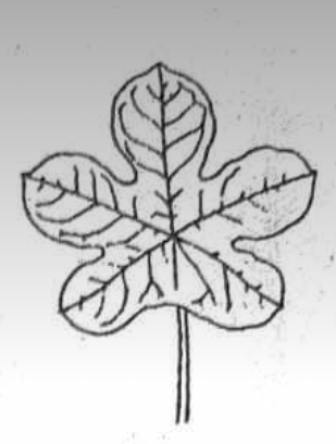 <p>netted venation; branching outward from a single point in a spiral</p>