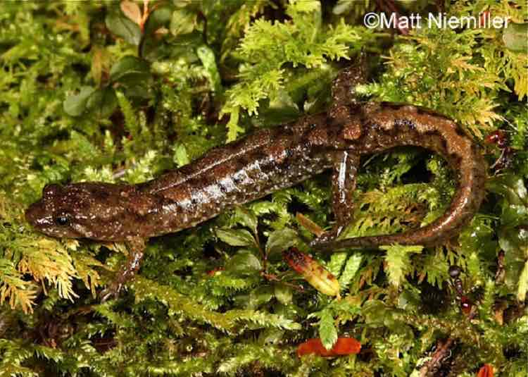 <p>Coloration in this species (2.5 to 4.5 inches in length) is highly variable. They have a round tail and a light line from the eye to the angle of the jaw. Some individuals may have a stripe down the back that can vary in color from yellow to orange, red, or brown. This stripe can be irregular or straight.&nbsp;</p><p style="text-align: start">Other individuals may have spotting or flecking on the back instead of a dorsal stripe and others, especially males, may be dark with little or no patterning. Some individuals may exhibit red legs or cheek patches.</p>