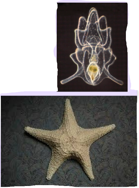 <p><span>Phylum Echinodermata Characteristics</span></p>