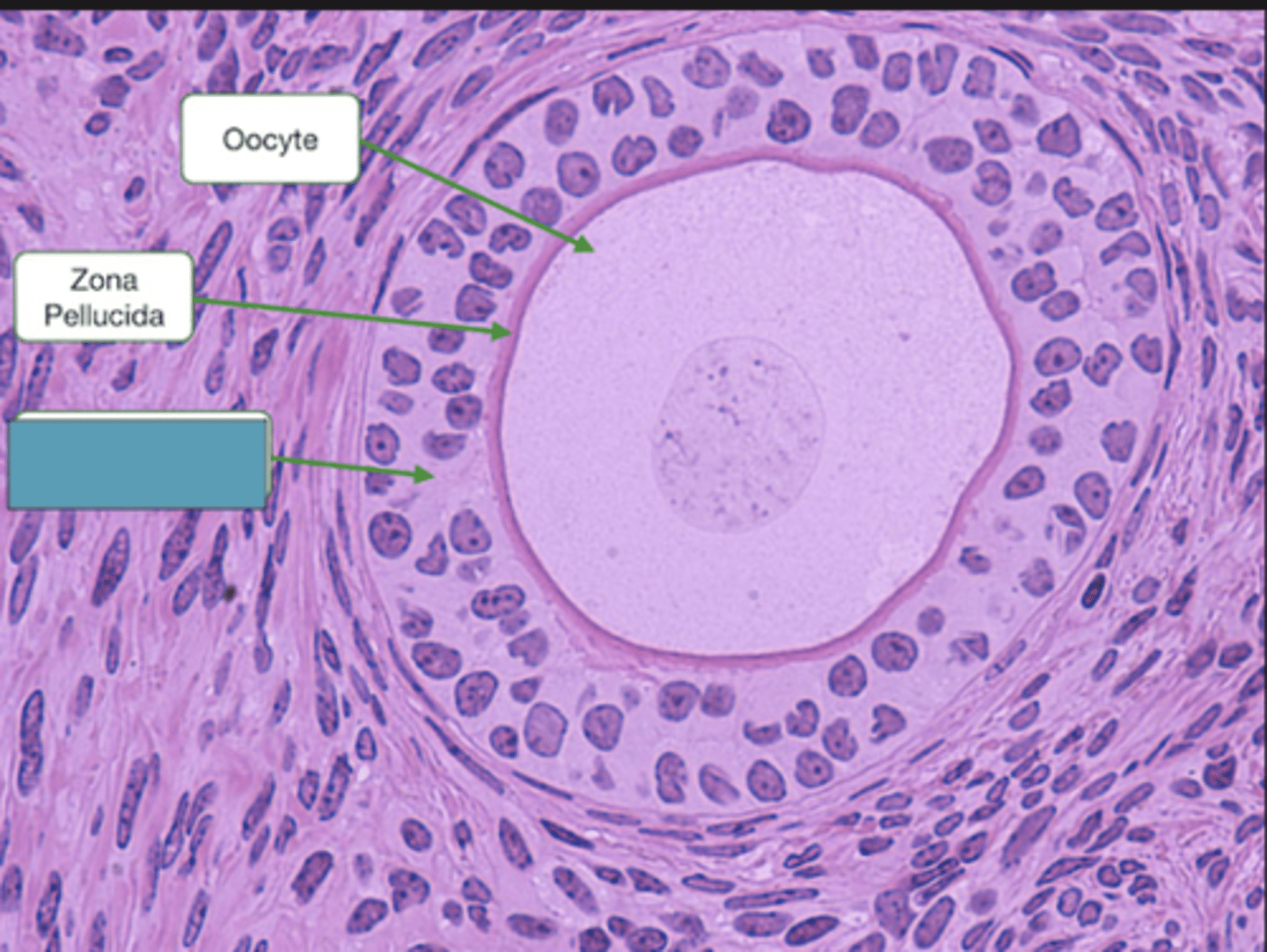 <p>Identify the layer of the follicle</p>