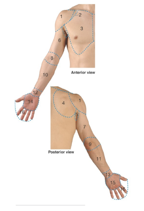 <p>Label: what are regions 13, 14, 14, 16</p>