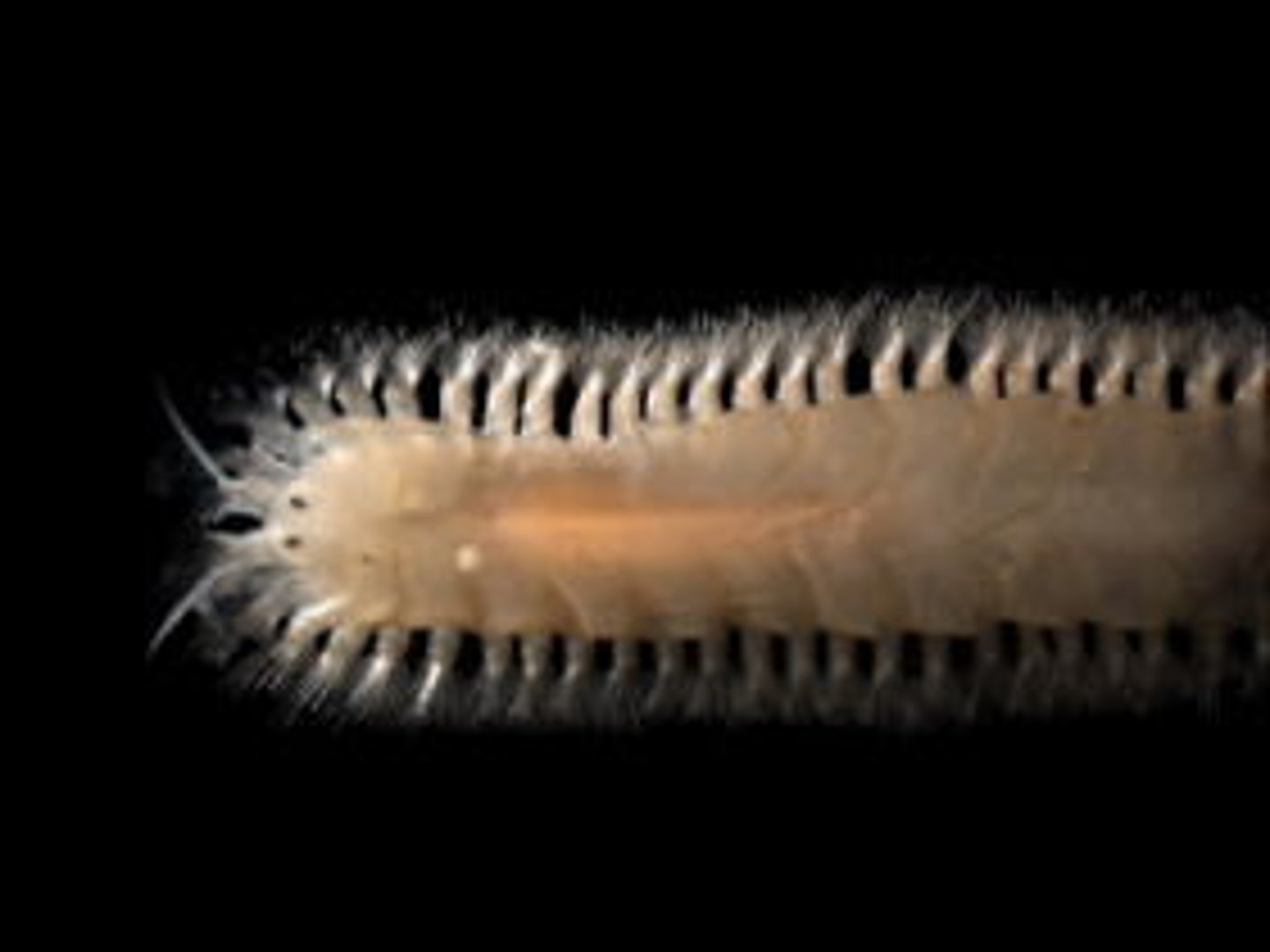 <p>Bristle-like extensions found in some annelids - help in movement</p><p>Polychaetes, Oligochaetes, Leeches,</p>