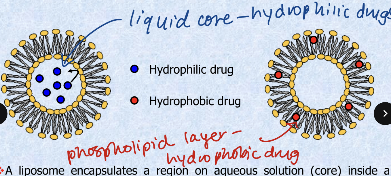 <p>liposomes can carry both hydrophobic molecules and hydrophilic molecules</p><ul><li><p>a liposome encapsulates a region on aqueous solution (core) inside a hydrophobic membrane. dissolved into the core, hydrophillic drugs can NOT readily pass thru the lipids</p></li><li><p>hydrophobic drugs can be dissolved into membrane</p></li></ul><p></p>