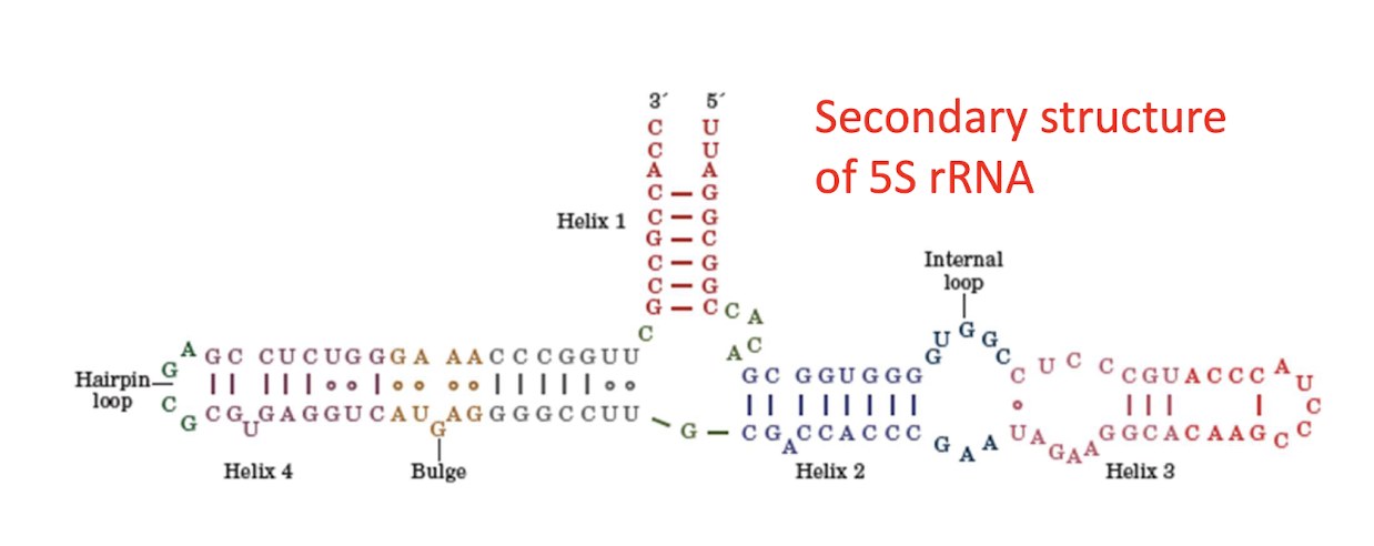 <p>Larger rRNAs (ribosomal RNAs) form more elaborate structures that will aggregate into quaternary structures</p>
