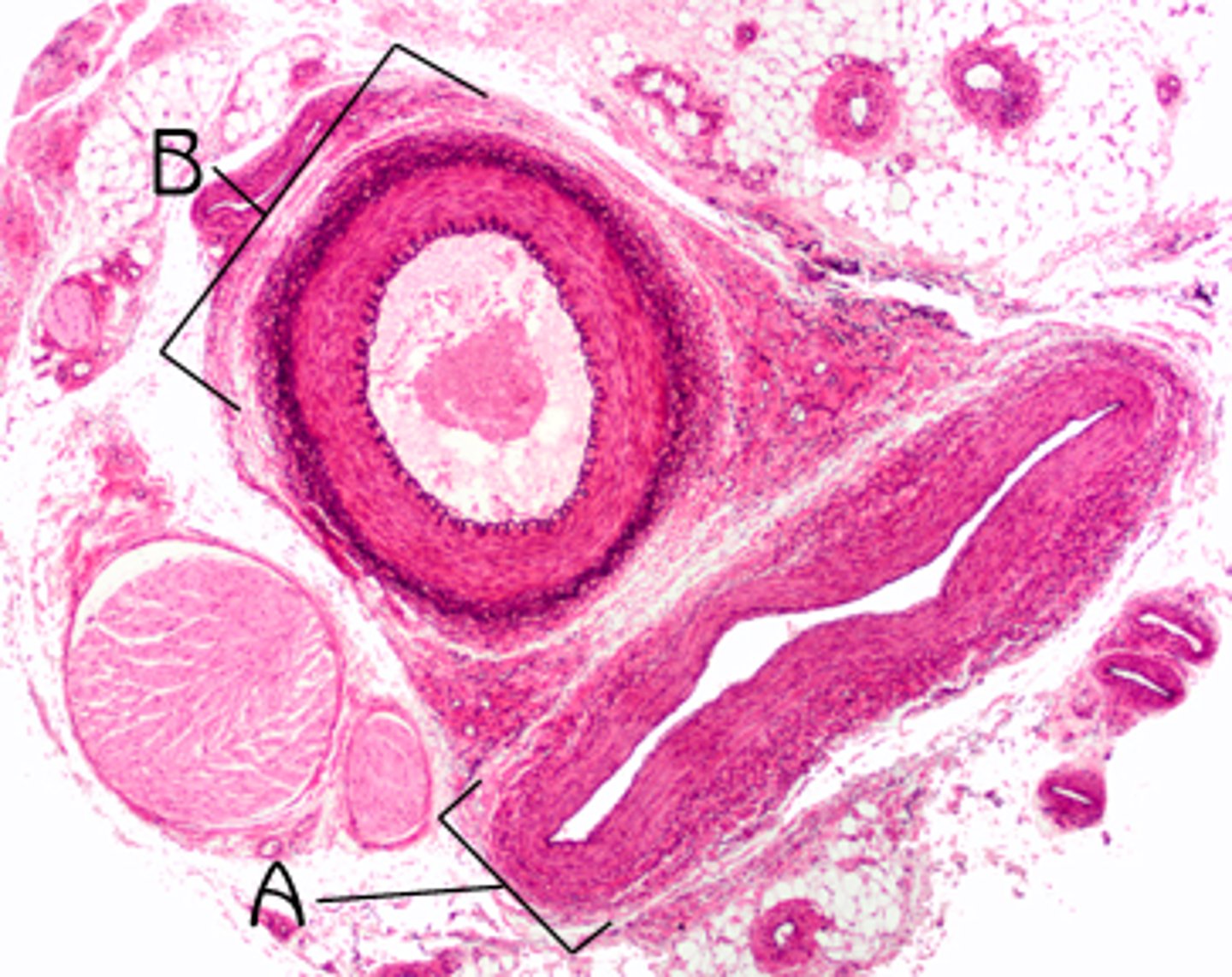 knowt flashcard image