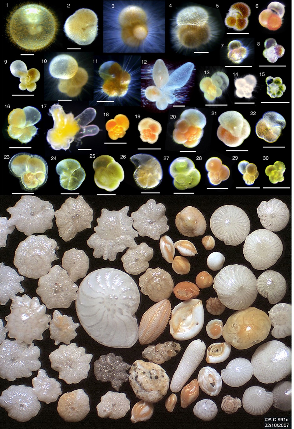 <p>Identify Domain, Major Clade, Kingdom? Clade, Group?, Genus?</p>