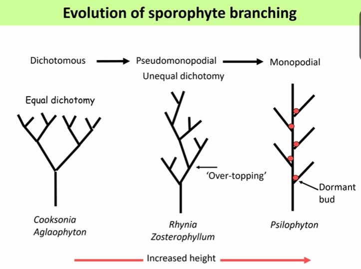 <p>from the first land plants:</p><ul><li><p><strong>increased size of sporophyte</strong>- rhizoids colonised the surrounding area allowing the sporophyte to become an <strong>independent</strong>, <strong>dominant </strong>life stage</p></li><li><p><strong>reduction in size of gametophyte</strong></p></li><li><p><strong>increased branching of sporophytes</strong>- bryophytes have <strong>unbranched </strong>sporangia, early tracheophytes have many <strong>branched </strong>sporangia (<strong>dichotomous </strong>→ pseudomonopodial (over-topping) → <strong>monopodial </strong>(dormant buds) = increased height = spores can reach more turbulent air)</p></li><li><p><strong>increased vascular complexity</strong> + strengthening of tracheids (= increased height)</p></li><li><p><strong>evolution of leaves</strong>- <strong>microphylls </strong>+ <strong>macrophylls </strong>by the <strong>telome </strong>theory, selective advantage due to drop in atmospheric CO<sub>2</sub> through the devonian period</p></li><li><p><strong>evolution of roots</strong>- <strong>homorhizic </strong>(leaves and roots off same horizontal shoot) → <strong>allorhizic </strong>(distinct tap root and arial shoot) in the devonian period</p></li><li><p>evolution of <strong>symbiosis </strong>with mycorrhizal fungi (not in mosses)</p></li></ul><p></p><p>in the early devonian period: bryophytes → early tracheophytes (eg. Cooksonia → Aglaophyton in rhynie cherts → rhyniophytes → Psilophyton)</p><p></p>