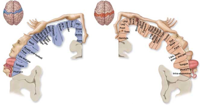 <p>The concept of the body within the brain </p>