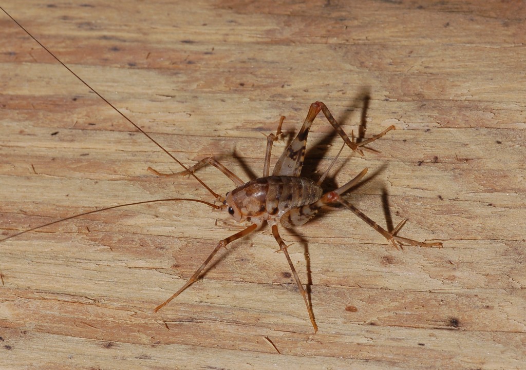 <ol><li><p>Humpbacked body</p></li><li><p>Wingless (secondarily apterygote)</p></li><li><p>Legs long and slender</p></li><li><p>Tarsi 3- or 4-segmented</p></li></ol><p></p>