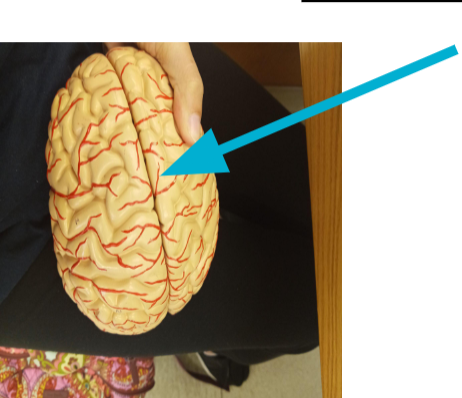 <p>What lobe is this? Middle top part of the brain</p>