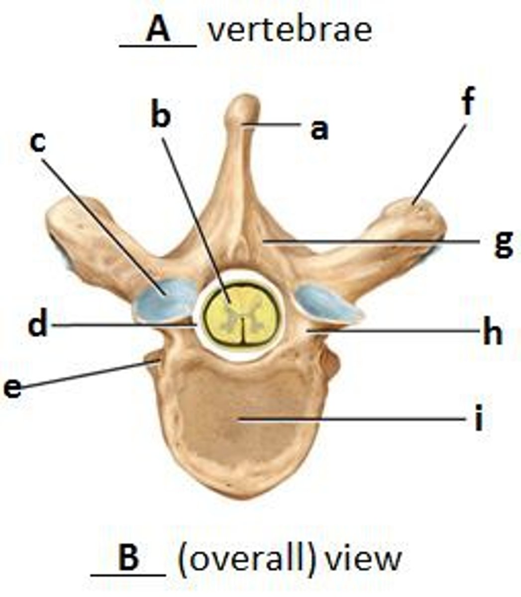 <p>G</p>
