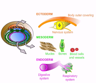 <p>ectoderm </p><p>“atract-oederm’ skin and hair are things people are attracted to </p>