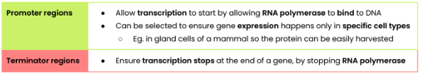 <p>Promoter regions </p><p>● Allow <strong>transcription</strong> to start by allowing <strong>RNA polymerase t</strong>o <strong>bind</strong> to DNA</p><p>● Can be selected to ensure gene <strong>expression</strong> happens only in <strong>specific cell types</strong></p><p>○ Eg. in gland cells of a mammal so the protein can be easily harvested</p><p>Terminator regions </p><p>● Ensure <strong>transcription stops </strong>at the end of a gene, by stopping <strong>RNA polymerase</strong></p>