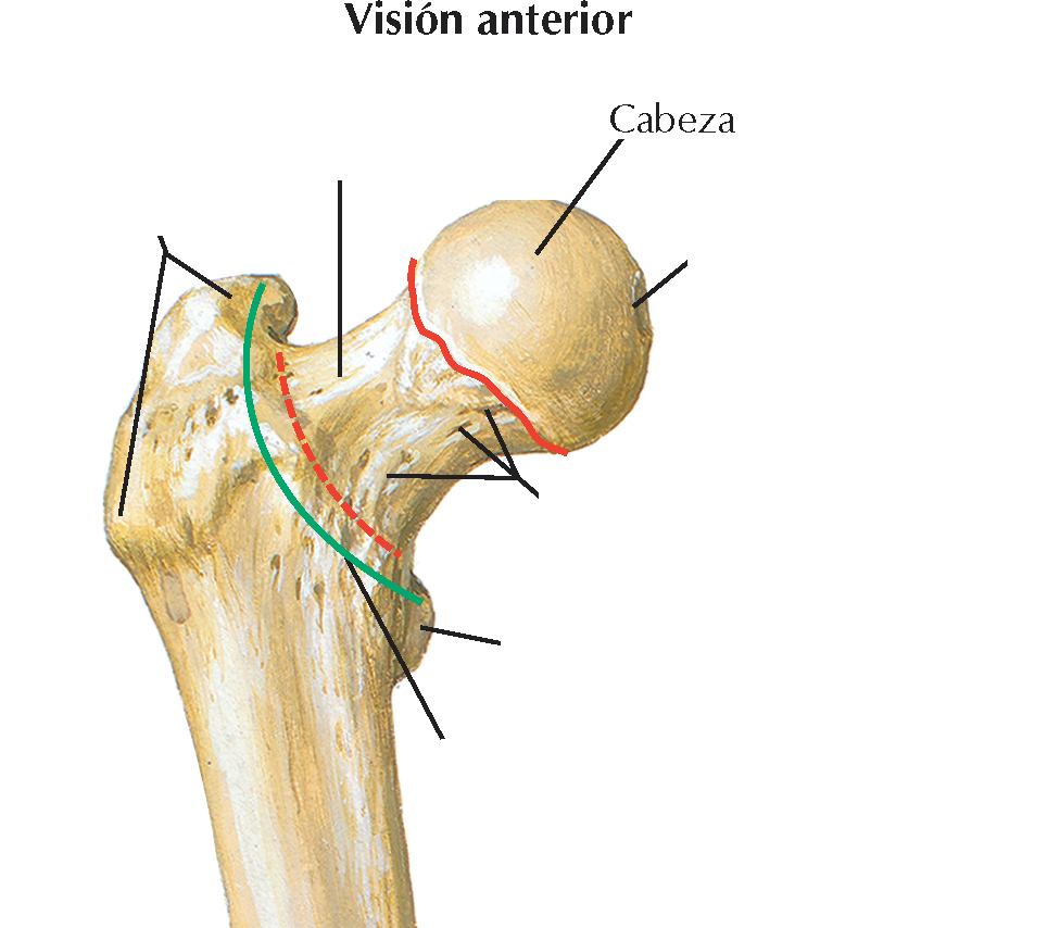 <p>Constitiye dos tercios de una esfera que esta cubierta con cartílago articular, excepto en una depresión situada medialmente</p>