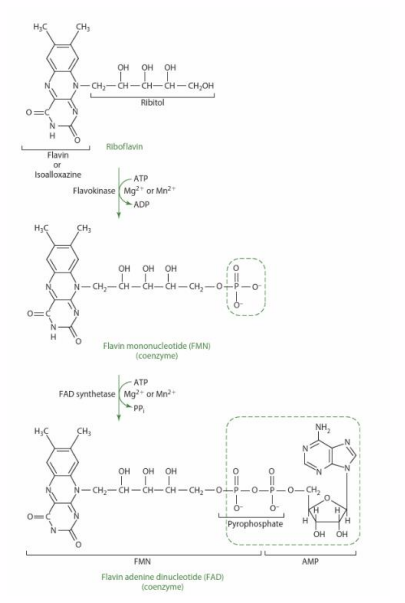 <p>ACTIVE COENZYMES ARE:</p><p>- flavin mononucleotide (FMN) and flavin adenine dinucleotide (FAD)</p><p>- grains contain riboflavin in bran and germ layers, lost in refining process</p><p>- Some riboflavin is synthesised by intestinal bacteria, and can be absorbed</p>