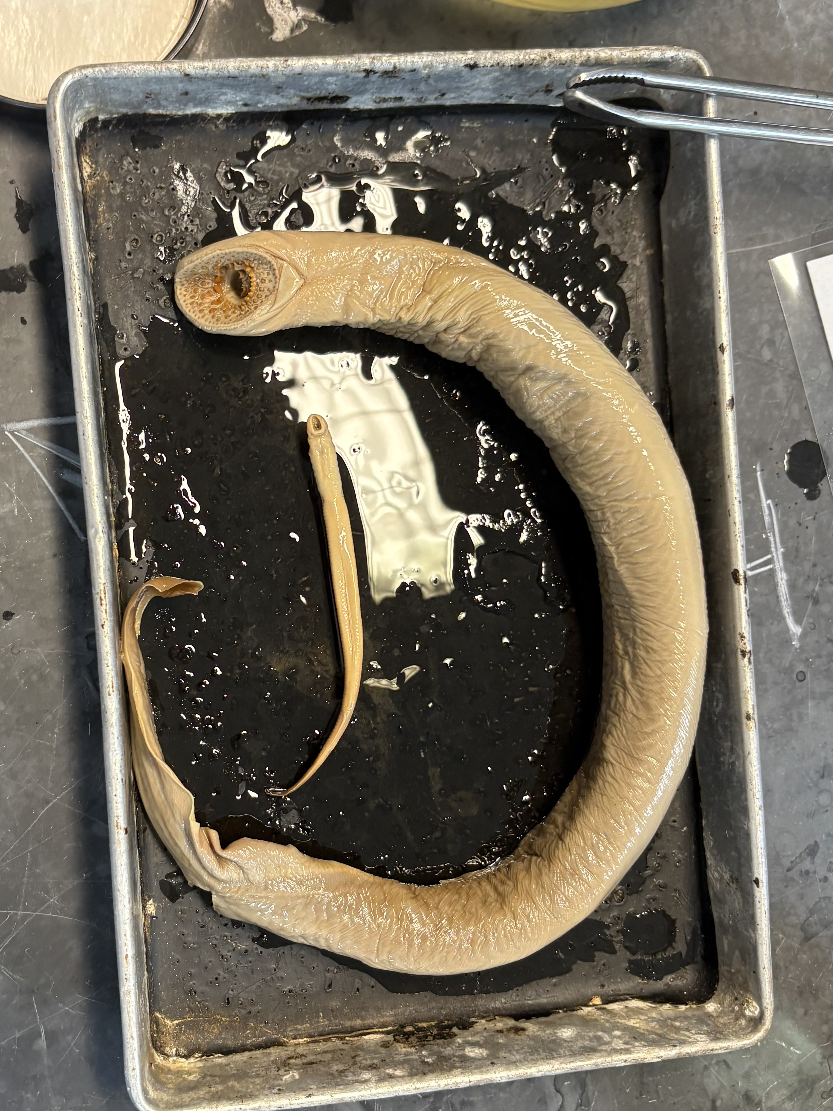 <p>name the superclass, order, class, and common name of this organism</p>