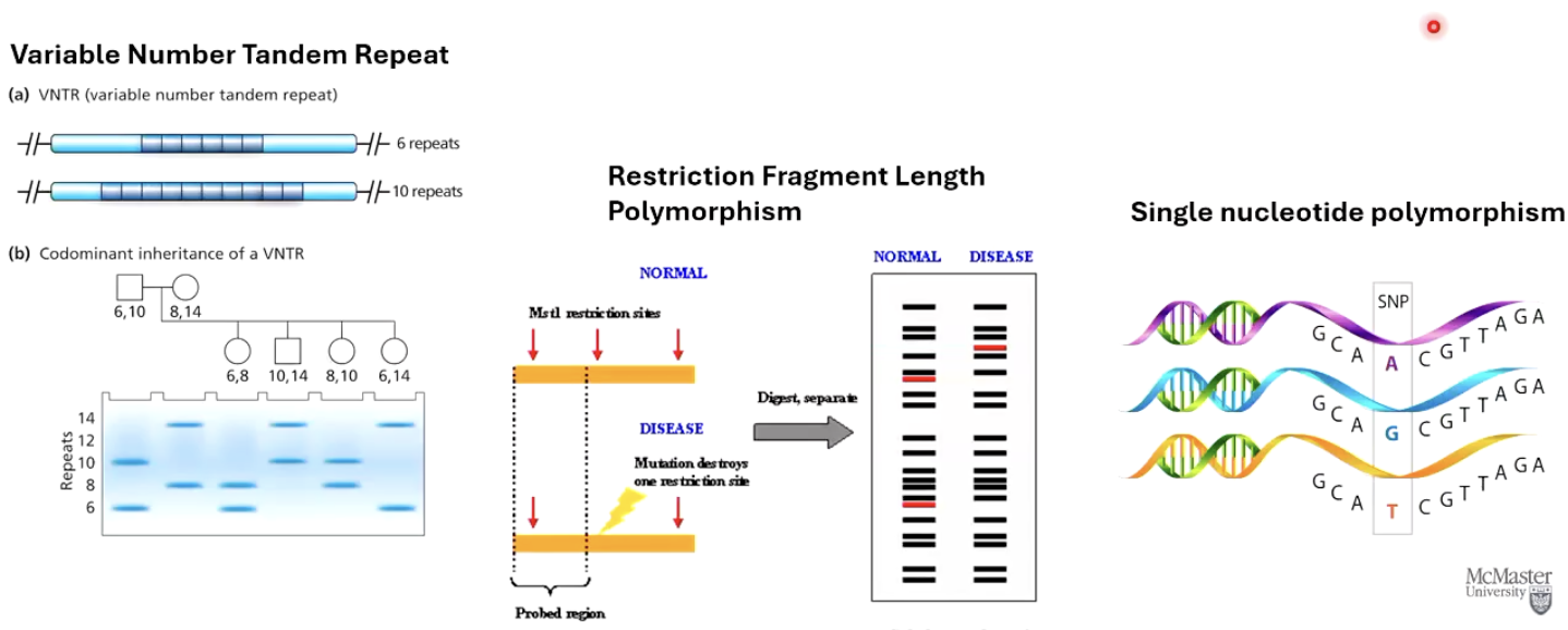 <ol><li><p class=""><strong>Variable Number Tandem Repeats (VNTR)</strong></p></li><li><p class=""><strong>Restriction Fragment Length Polymorphism (RFLP)</strong></p></li><li><p class=""><strong>Single Nucleotide Polymorphisms (SNPs)</strong></p></li></ol><ul><li><p class="">These markers are <strong>linked to disease-causing genes</strong> and used for diagnostic purposes.</p></li></ul><p></p>