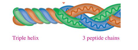<ul><li><p>triple helix</p></li><li><p>three polypeptide chains woven together</p></li><li><p>hydrogen bonds holds 3 together</p></li><li><p>adds strength</p></li></ul>