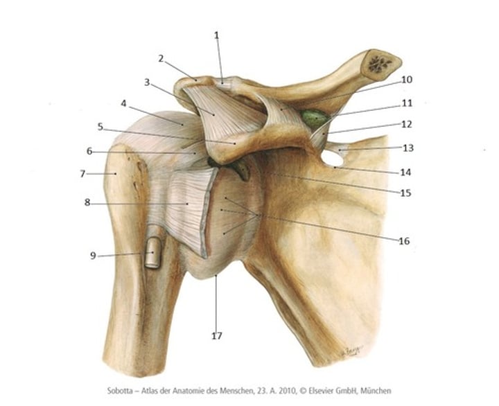 <p>15</p>