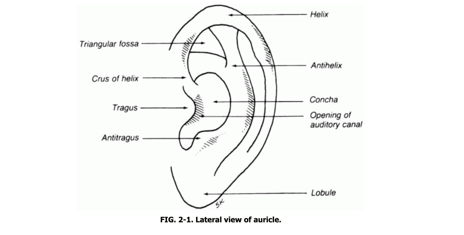<p>Landmarks of the Outer Ear</p>