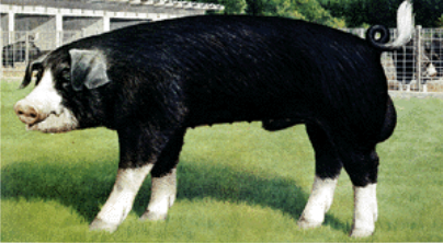 term image