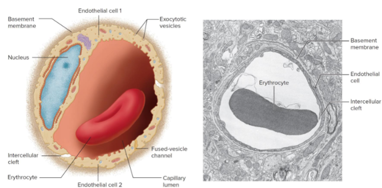 <ul><li><p>single endothelial cell layer laid upon a basement membrane: diameter range= 4 - 10um</p></li><li><p>Three types according to inter-endothelial cell distance: continuous, fenestrated and discontinuous</p></li></ul><p></p>
