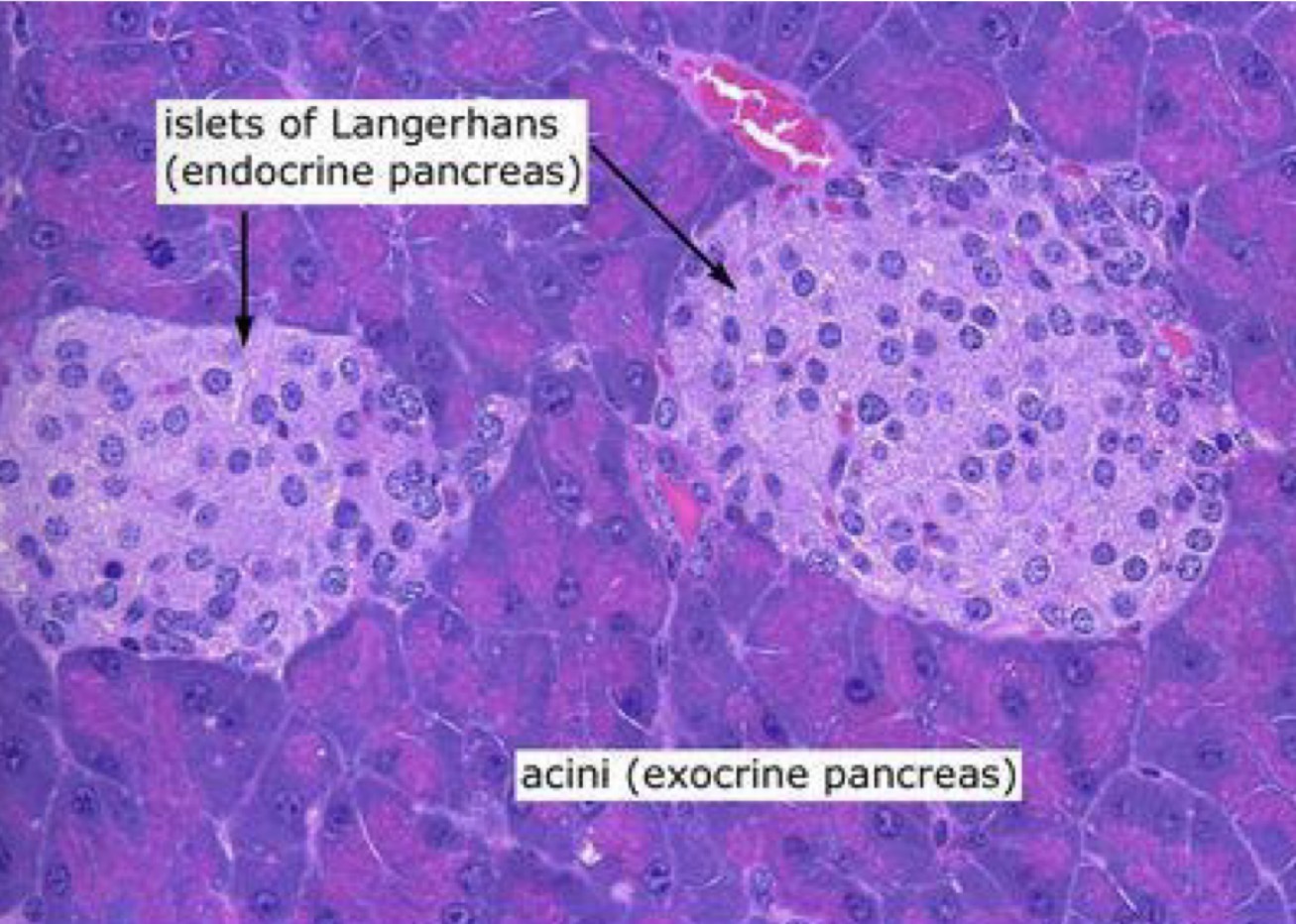 <ul><li><p>Patches of cells found within the pancreas</p></li><li><p>Endocrine glands</p></li><li><p>Made up of two types of cells - alpha (α) and beta (β) cells </p></li></ul><p></p>