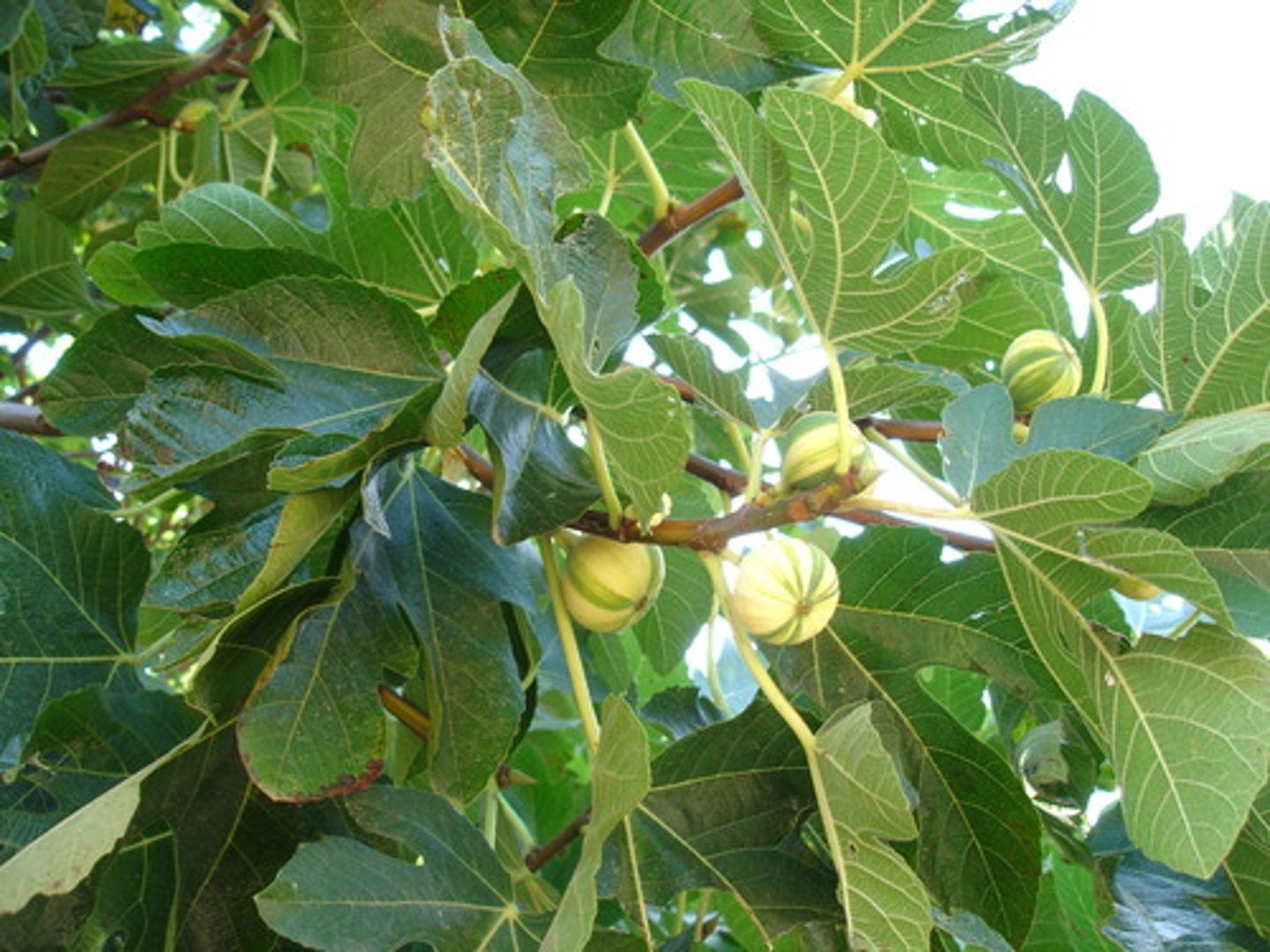 <p>Ficus carica</p>