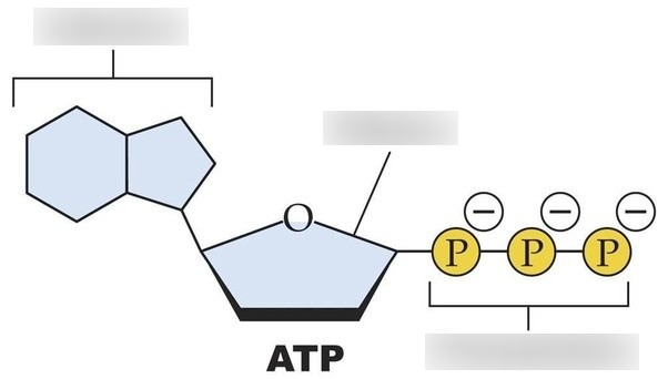 <p>Label ATP</p>