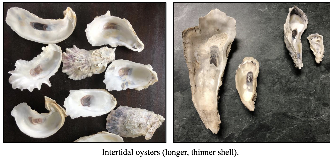 <p>intertidal- longer thinner shells </p><p>subtital- shorter thicker shells</p>