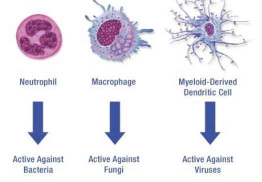 <p>Phagocytize (engulf and kill) pathogens immediately upon arrival at infection site</p>